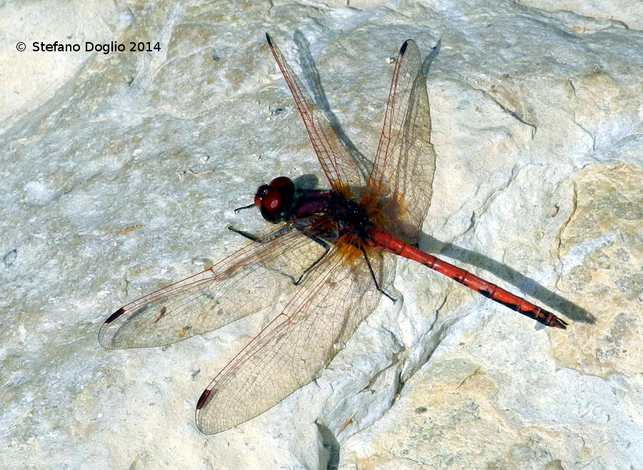 libellule israeliane: Trithemis arteriosa & O. chrysostigma